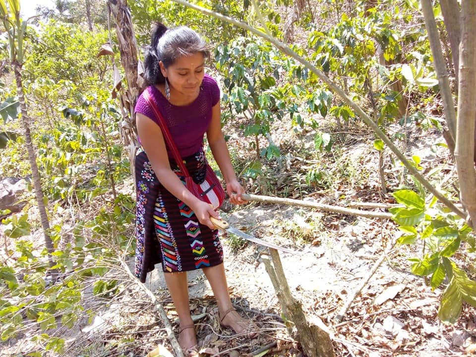 Fair Bio kava_Guatemala_Huehuetenengo_ASPROCDEGUA16